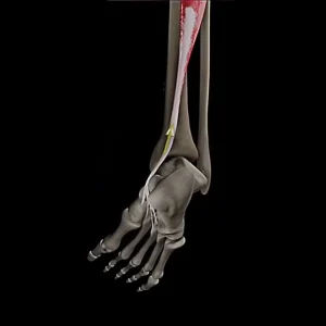 El tibialis posterior es el músculo que sostiene el arco del pie