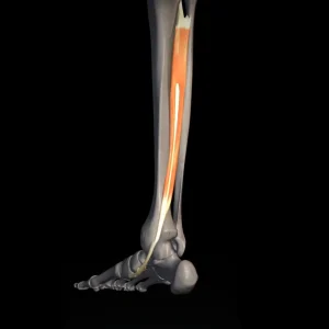 Fortalece tu tibial posterior